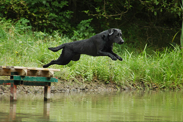 Daisy-de-bonne-chasse-1