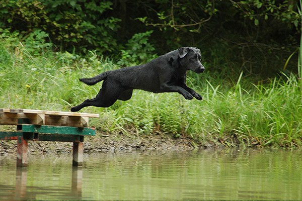 Daisy-de-bonne-chasse-1