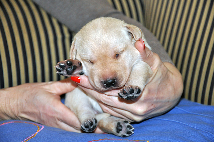 Elisabeth-Kreiner-Labrador-Retriever-vom-Hoebersbach-C-Wurf-10