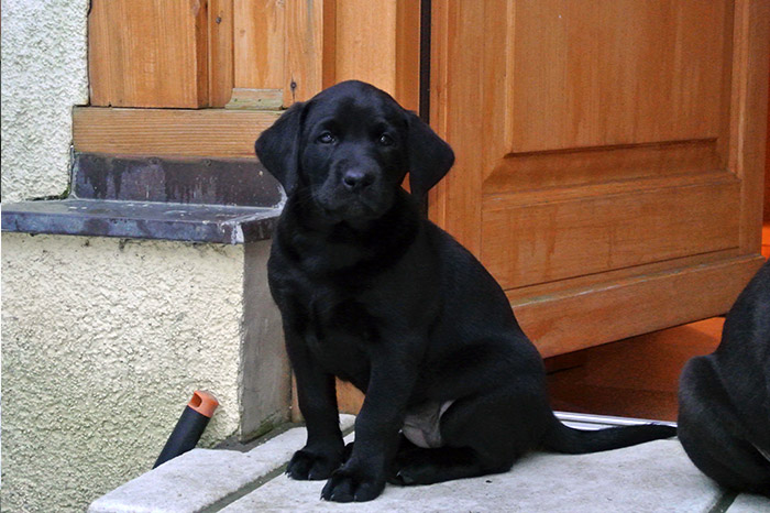 Elisabeth-Kreiner-Labrador-Retriever-vom-Hoebersbach-C-Wurf-12