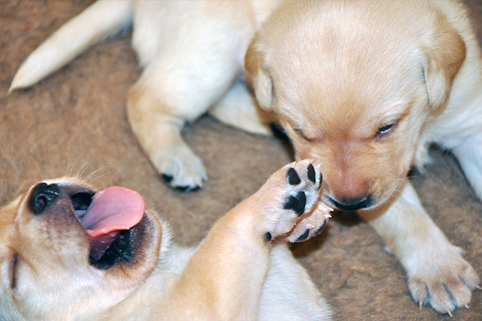 Elisabeth-Kreiner-Labrador-Retriever-vom-Hoebersbach-C-Wurf-4