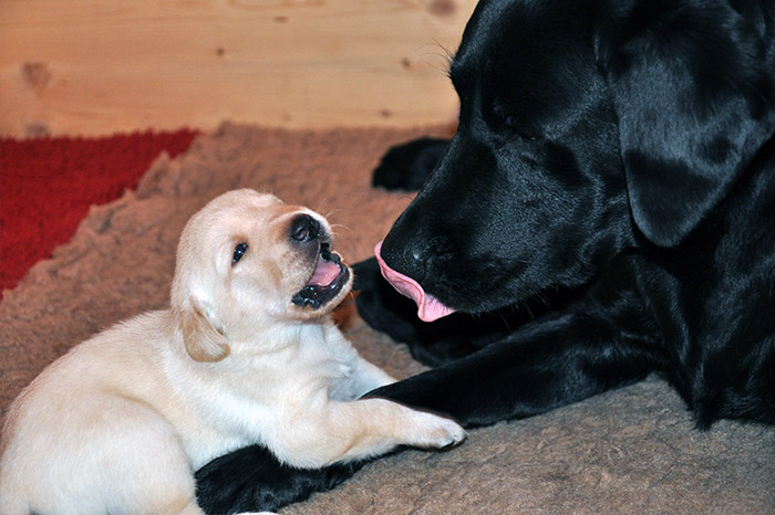 Elisabeth-Kreiner-Labrador-Retriever-vom-Hoebersbach-C-Wurf-5