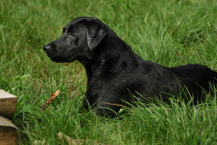 Elisabeth-Kreiner-Labrador-Retriever-vom-Hoebersbach-Daisy-10