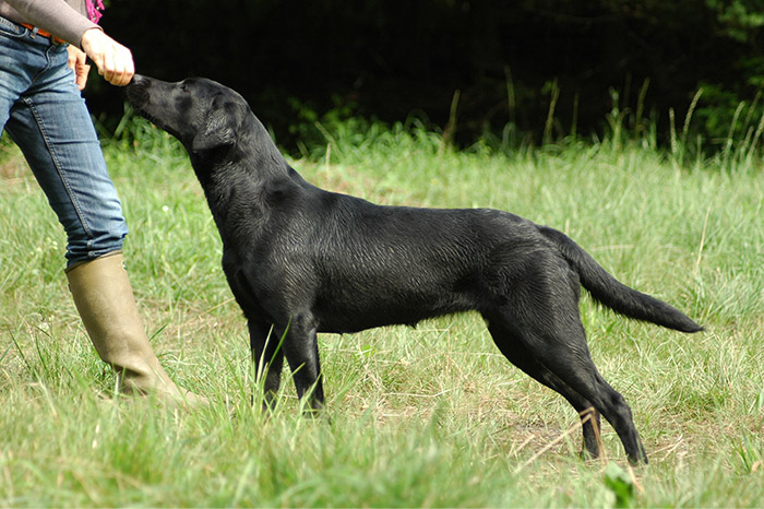 Elisabeth-Kreiner-Labrador-Retriever-vom-Hoebersbach-Daisy-12