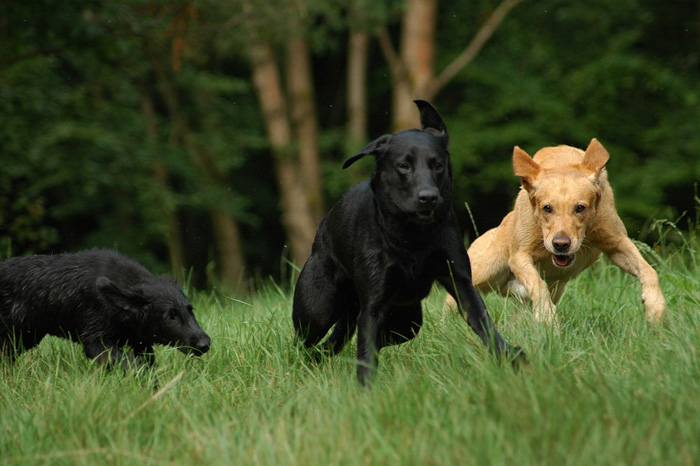 Elisabeth-Kreiner-Labrador-Retriever-vom-Hoebersbach-Daisy-4