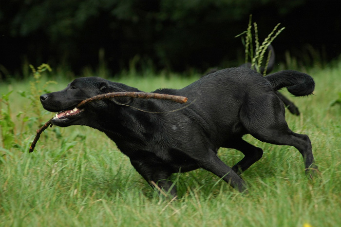 Elisabeth-Kreiner-Labrador-Retriever-vom-Hoebersbach-Daisy-6