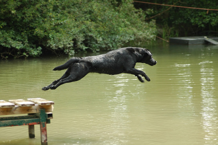 Elisabeth-Kreiner-Labrador-Retriever-vom-Hoebersbach-Daisy-7