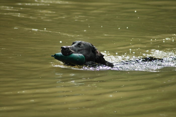 Elisabeth-Kreiner-Labrador-Retriever-vom-Hoebersbach-Daisy-8