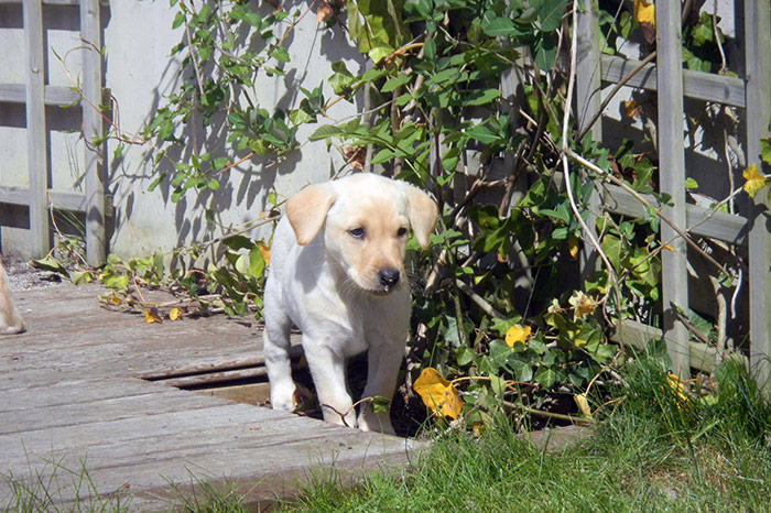 Elisabeth-Kreiner-Labrador-Retriever-vom-Hoebersbach-Daisy-B-Wurf-11