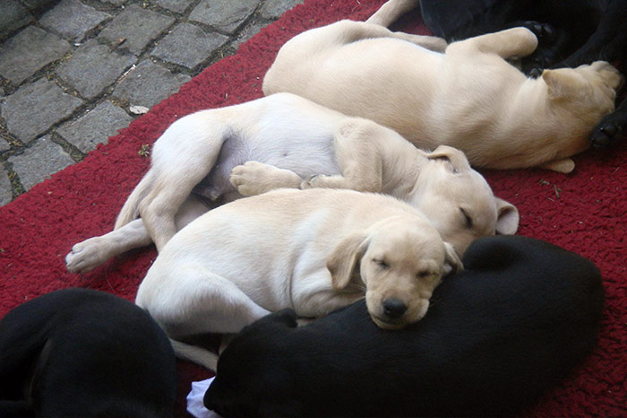 Elisabeth-Kreiner-Labrador-Retriever-vom-Hoebersbach-Daisy-B-Wurf-15