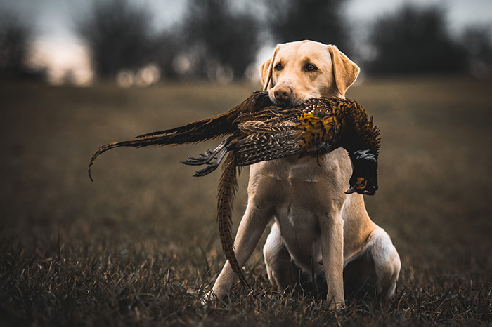 Elisabeth-Kreiner-Labrador-Retriever-vom-Hoebersbach-Dora-13