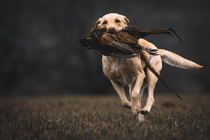 Elisabeth-Kreiner-Labrador-Retriever-vom-Hoebersbach-Dora-14