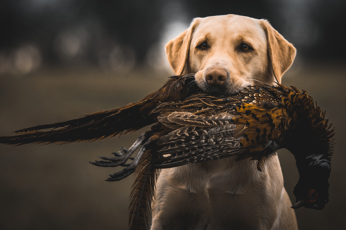 Elisabeth-Kreiner-Labrador-Retriever-vom-Hoebersbach-Dora-16