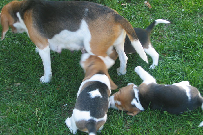 Labrador-vom-Hoebersbach-Beagle-A-Wurf-3