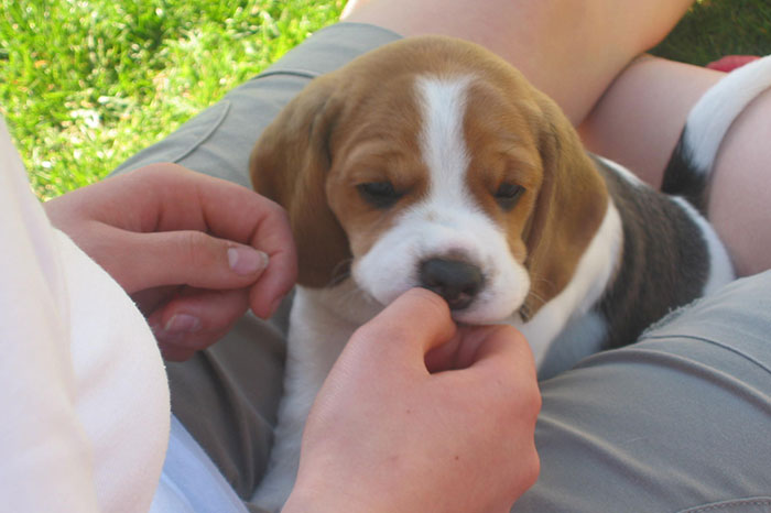 Labrador-vom-Hoebersbach-Beagle-A-Wurf-5