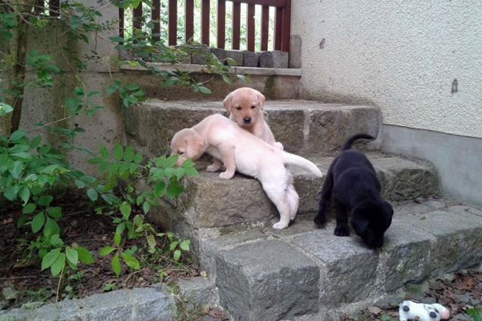 Daisy-de-bonne-chasse-wurf-1
