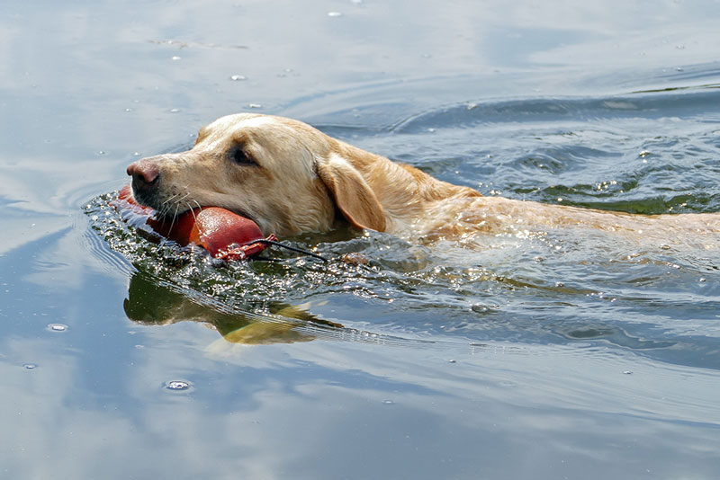 Elisabeth-Kreiner-Labrador-retriever-zucht-vom-Hoebersbach-Dummytraining-10