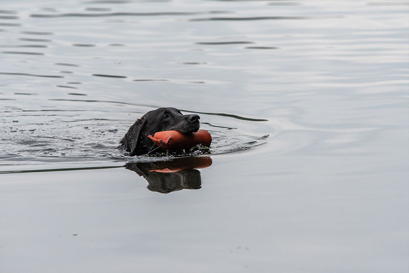 Elisabeth-Kreiner-Labrador-retriever-zucht-vom-Hoebersbach-Dummytraining-2