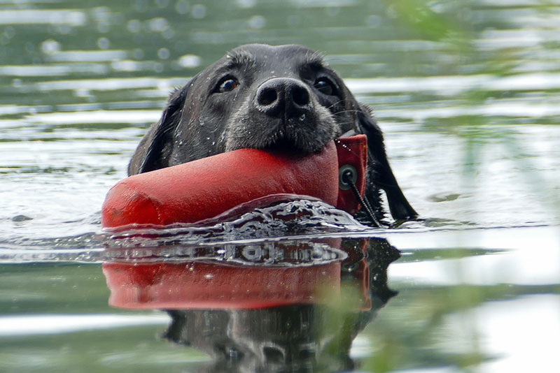 Elisabeth-Kreiner-Labrador-retriever-zucht-vom-Hoebersbach-Dummytraining-3