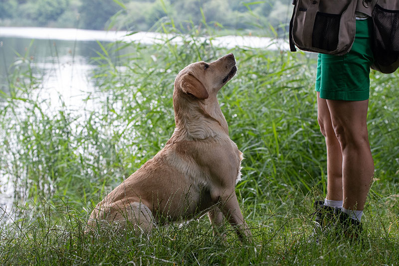 Elisabeth-Kreiner-Labrador-retriever-zucht-vom-Hoebersbach-Dummytraining-5