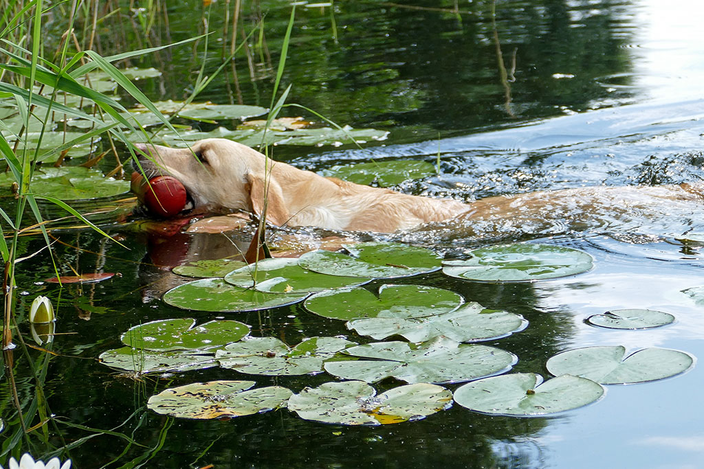 Elisabeth-Kreiner-Labrador-retriever-zucht-vom-Hoebersbach-Dummytraining-6