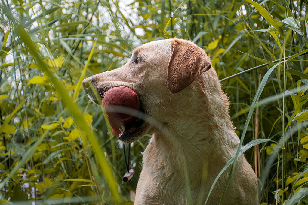 Elisabeth-Kreiner-Labrador-retriever-zucht-vom-Hoebersbach-Dummytraining-7