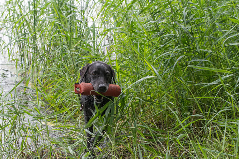 Elisabeth-Kreiner-Labrador-retriever-zucht-vom-Hoebersbach-Dummytraining