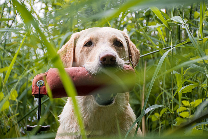 Elisabeth-Kreiner-Labrador-retriever-zucht-vom-Hoebersbach-Dummytraining-8