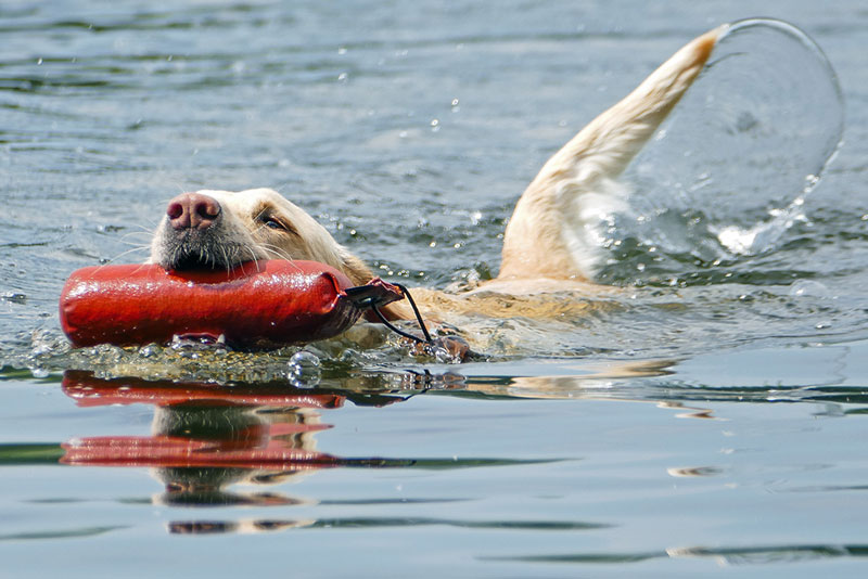 Elisabeth-Kreiner-Labrador-retriever-zucht-vom-Hoebersbach-Dummytraining-9