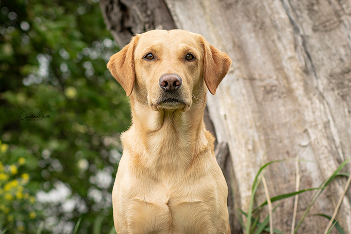 Labrador-vom-Hoebersbach-G-Wurf-Woodrush-Fritz