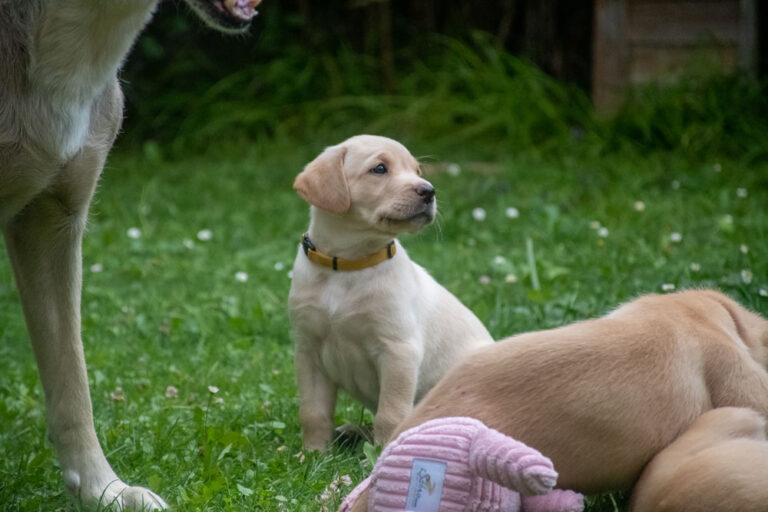 Labrador-vom-Hoebersbach-G-Wurf-2022-Welpenfotos-10