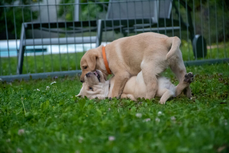 Labrador-vom-Hoebersbach-G-Wurf-2022-Welpenfotos-12