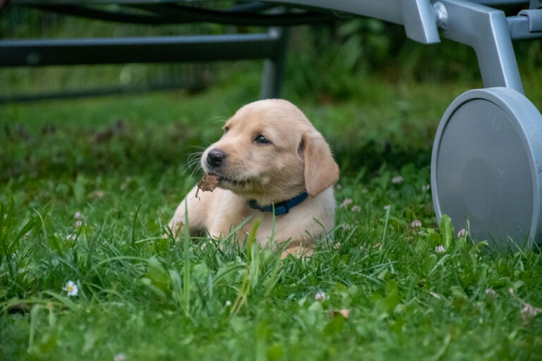 Labrador-vom-Hoebersbach-G-Wurf-2022-Welpenfotos-13