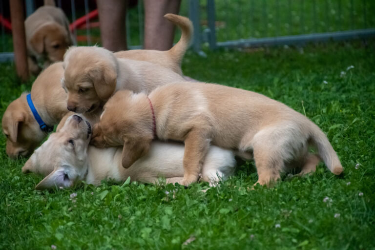 Labrador-vom-Hoebersbach-G-Wurf-2022-Welpenfotos-17