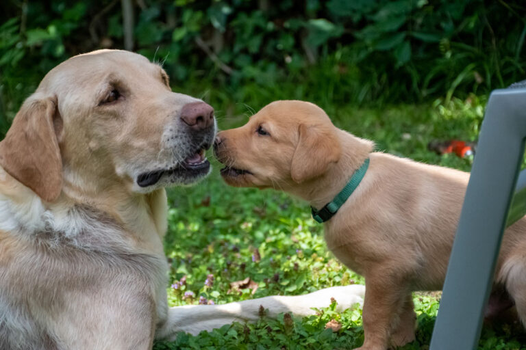 Labrador-vom-Hoebersbach-G-Wurf-2022-Welpenfotos-5