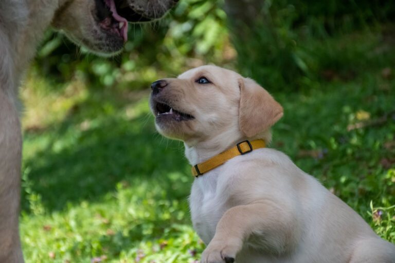 Labrador-vom-Hoebersbach-G-Wurf-2022-Welpenfotos-8