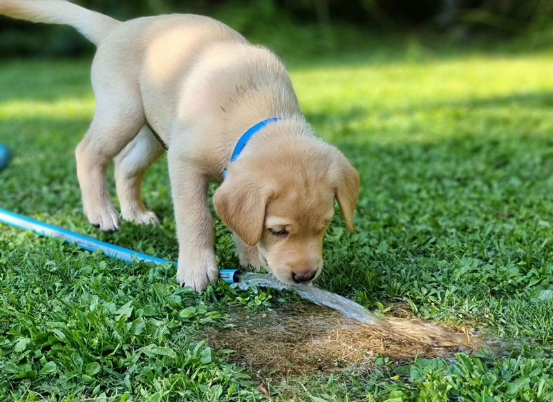 Zuchstaette-Labrador-Retriever-1