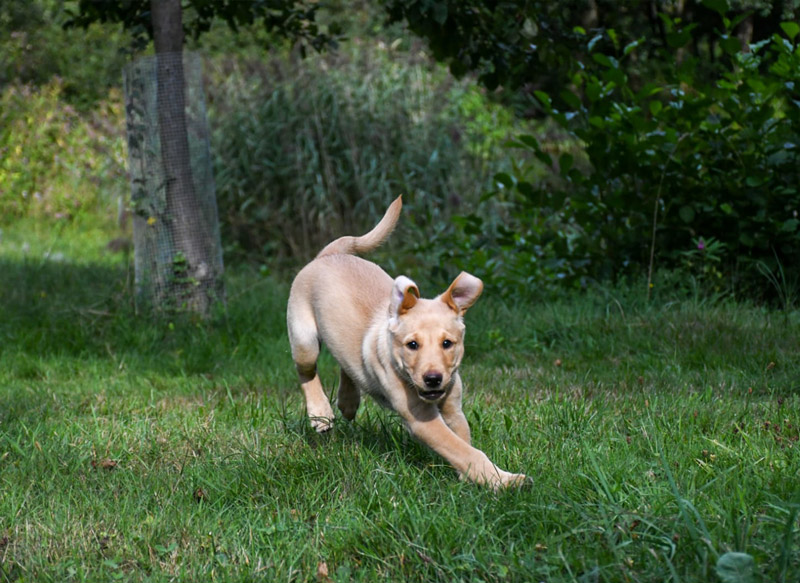 Zuchstaette-Labrador-Retriever-17