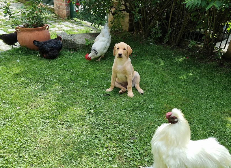 Zuchstaette-Labrador-Retriever-19