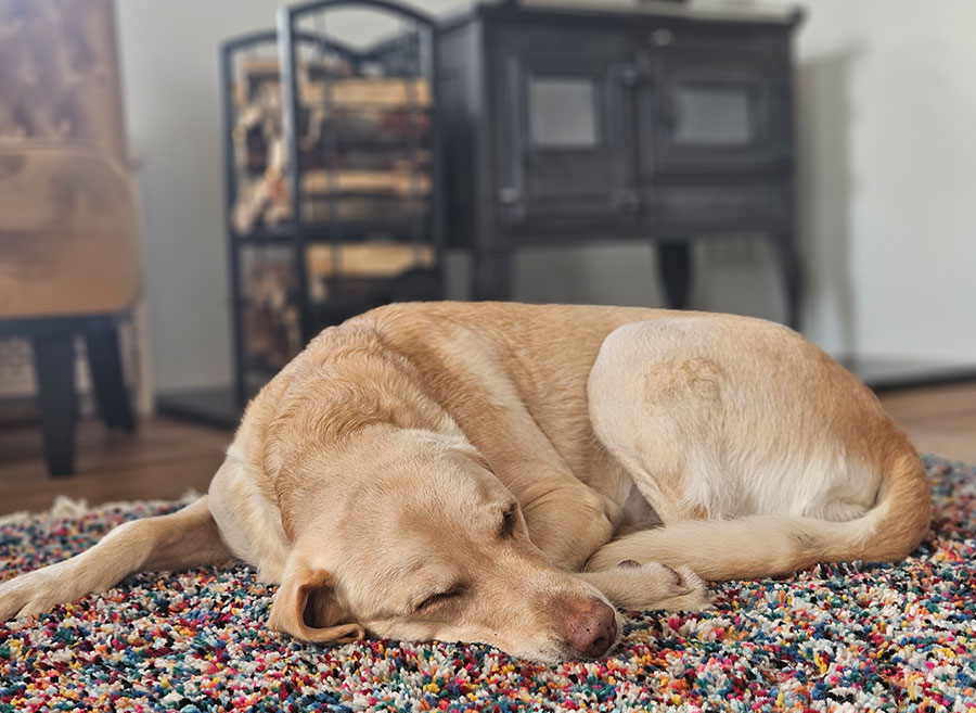 Elisabeth-Kreiner-Labrador-Retriever-vom-Hoebersbach-Dora-1