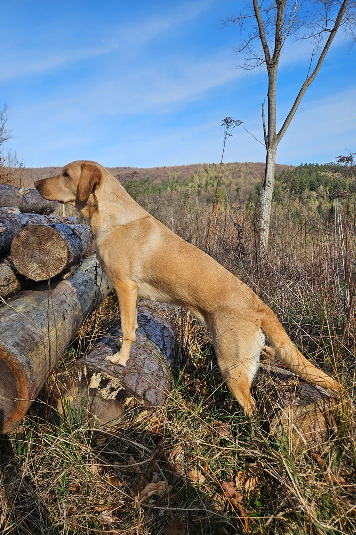 Elisabeth-Kreiner-Labrador-Retriever-vom-Hoebersbach-Gundi-2 (1)