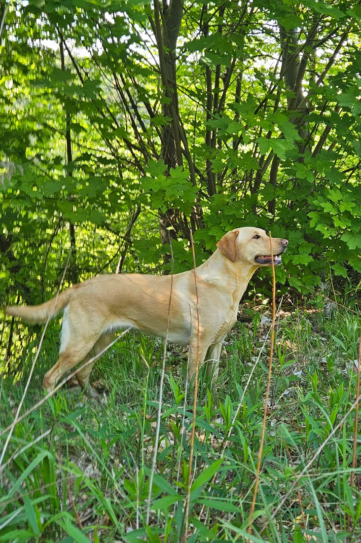 Elisabeth-Kreiner-Labrador-Retriever-vom-Hoebersbach-Gundi-5