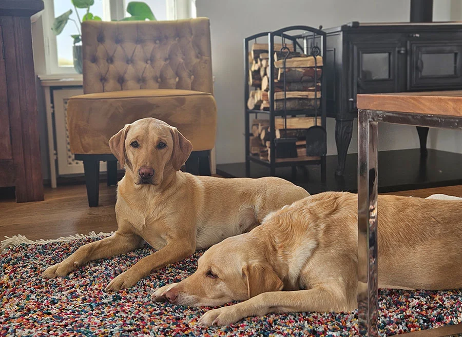 Elisabeth-Kreiner-Labrador-Retriever-vom-Hoebersbach-Gundi-6