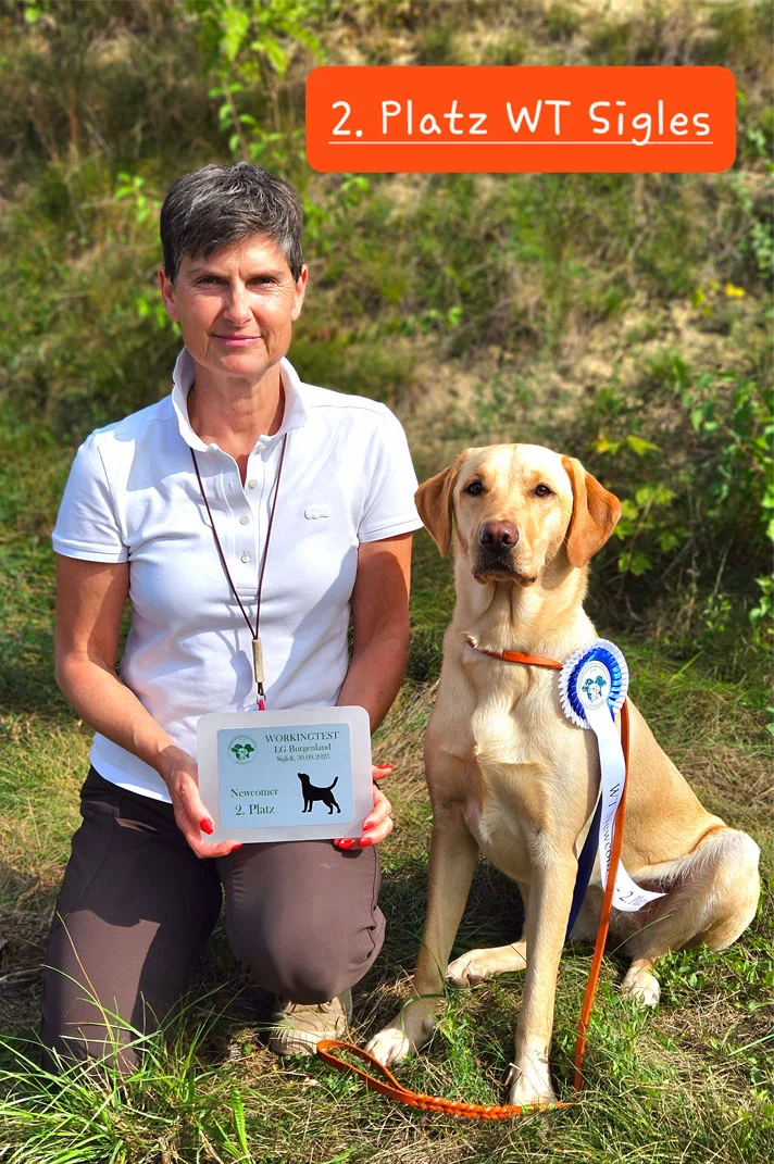 labrador-vom-hoebersbach-gundi-2-platz-wt-singles