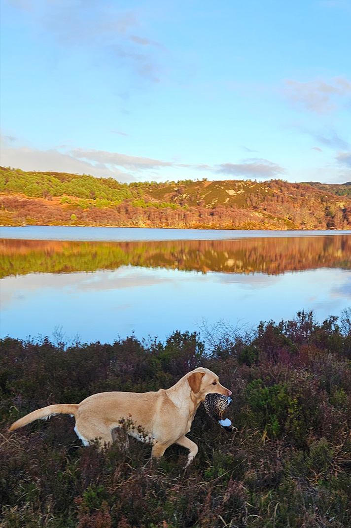 labrador-vom-hoebersbach-gundi-fasan
