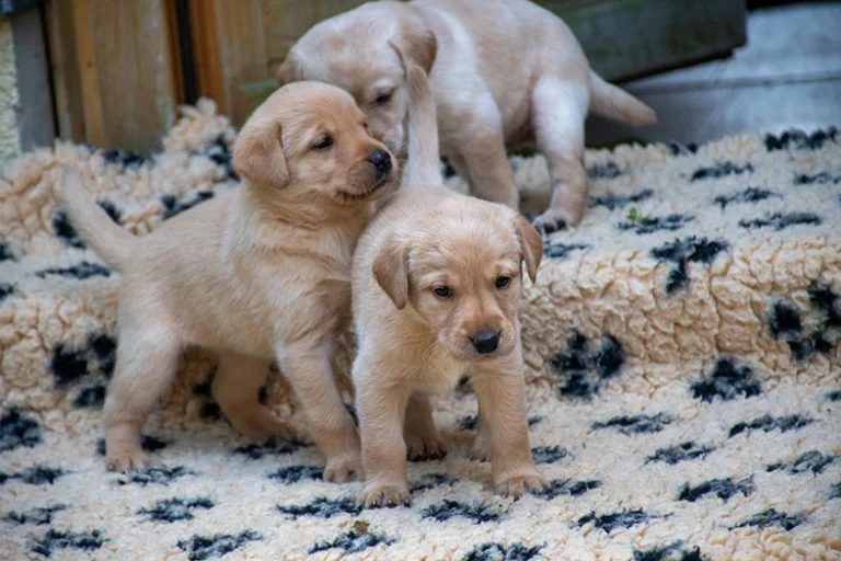 labrador-vom-hoebersbach-welpen-H-wurf-2025-1