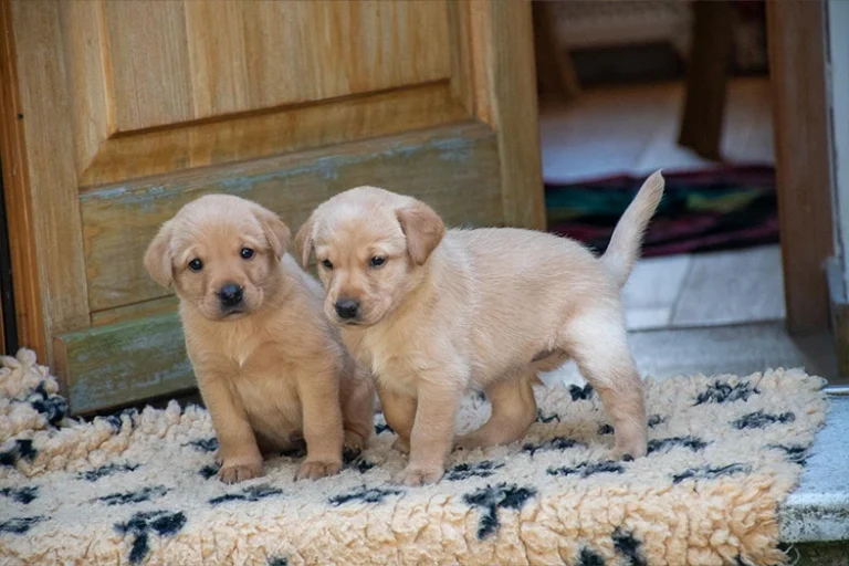labrador-vom-hoebersbach-welpen-H-wurf-2025-3